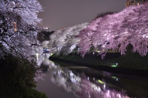 夜桜　1